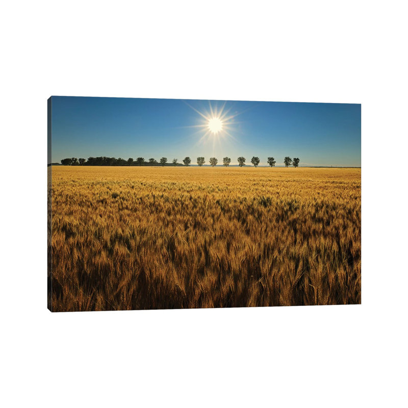 Canada, Manitoba, Starbuck. Sunrise On Wheat Crop. by Jaynes Gallery - Wrapped Canvas Print, 101.6 cm H x 66.04 cm W
