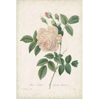 Vintage Redoute Roses II - Painting