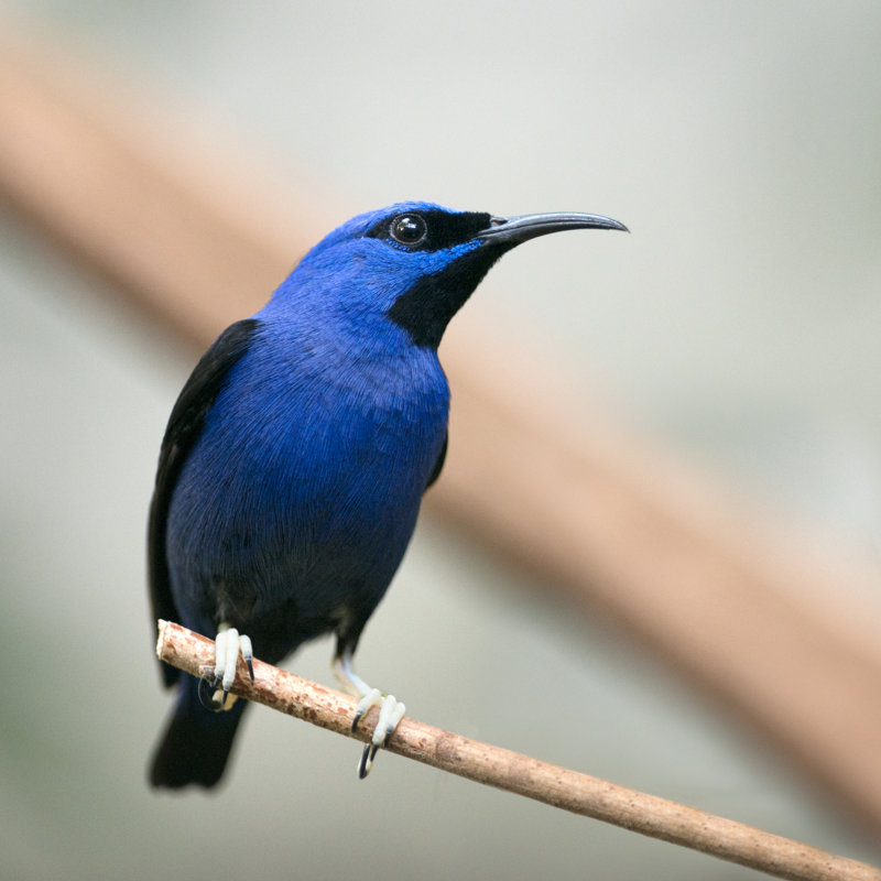 Purple Honeycreeper by 4FR - No Frame Art Prints on Canvas, 122cm H x 122cm W