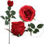 Tige de roses-306529871-349111186