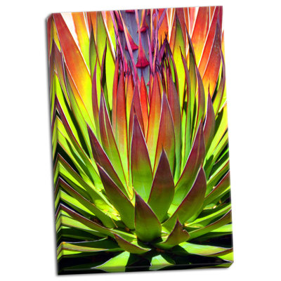 «Colorful Agave II», reproduction de photo sur toile tendue