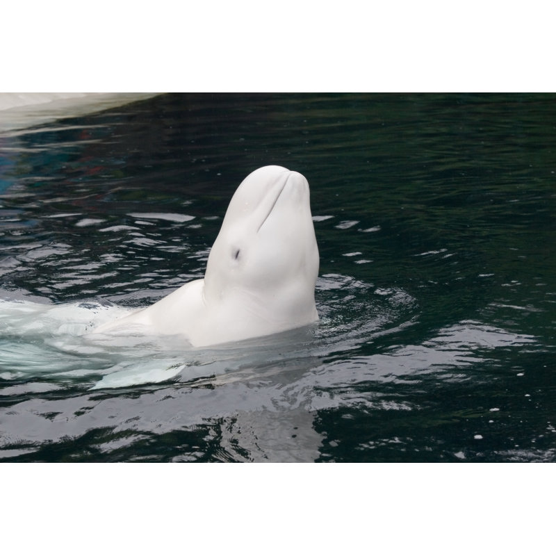 Smiling beluga whale, 81cm H x 122cm W
