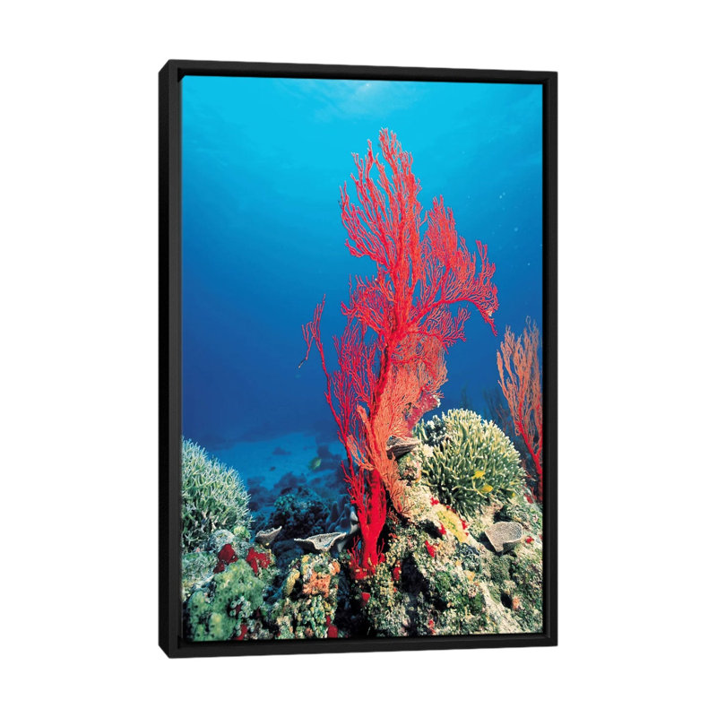 Marine et océan, corail rouge, estampe numérique sur toile tendue, H 26 po x l 18 po x P 1,5 po, Toile avec cadre noir