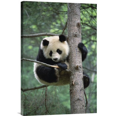 " Giant Panda " Print
