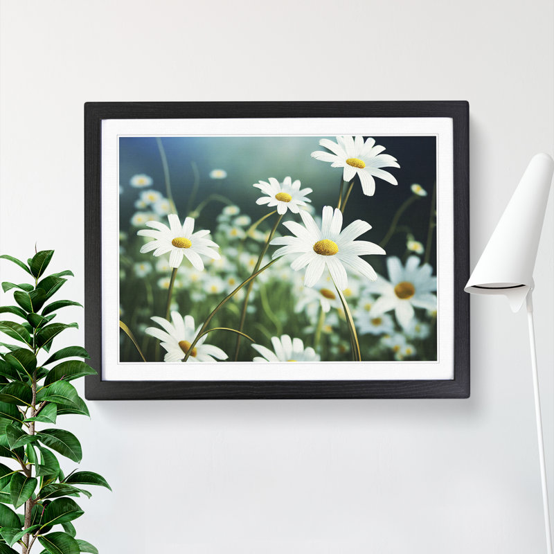 Splendorous Daisy Flowers - Framed Print, Black, 46cm H x 64cm W x 2cm D
