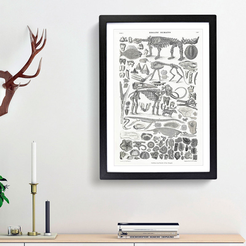 Fossils and Skeletons LXV by Oliver Goldsmith - Picture Frame Drawing Print, Black Framed, 87cm H x 62cm W x 2cm D