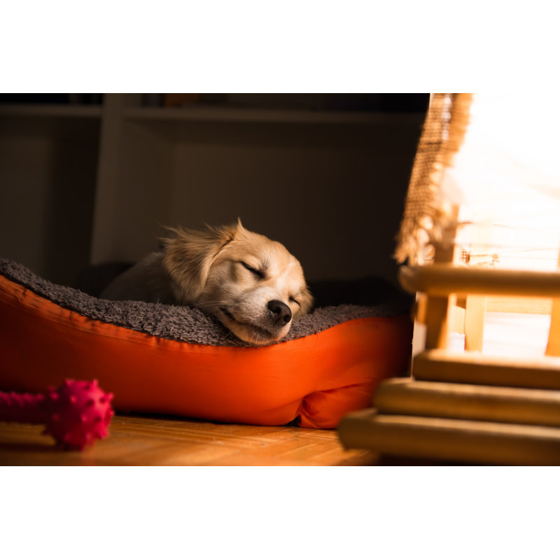 Dog Sleeping In His Bad by Daniel Besic - Wrapped Canvas Print, 30cm H x 46cm W x 3.8cm D