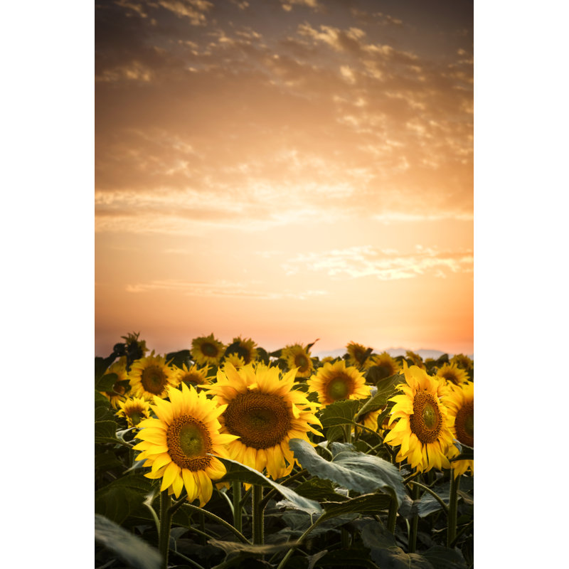 Tournesols au crépuscule par Xavierarnau, H 48 po x l 32 po