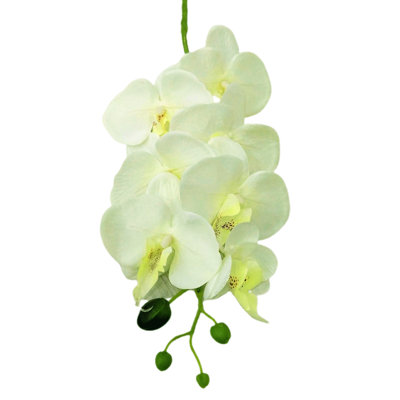 Orchid Arrangement