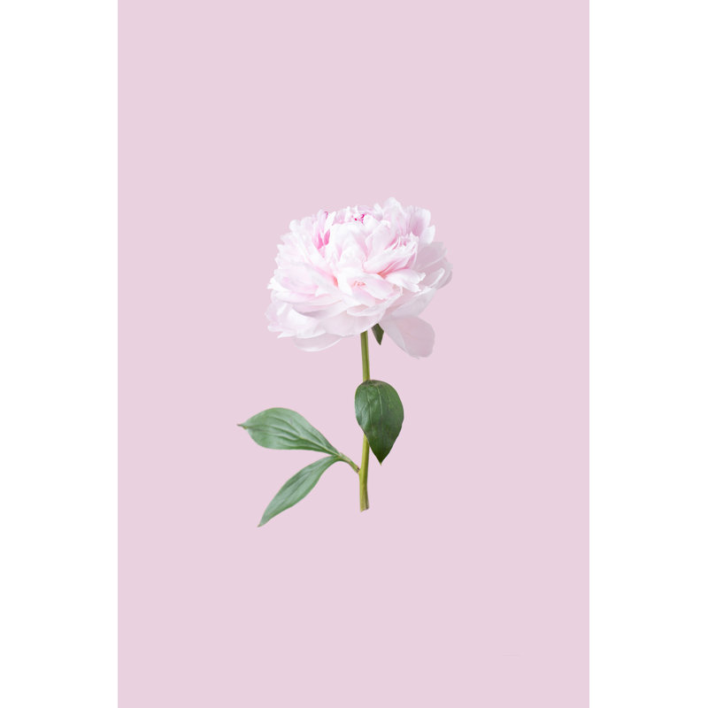 Pivoine rose par Amax Photo, H 12 po x l 8 po