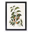 Passionfruit Plant by Sarah Featon - Framed Print-55578482-55578483
