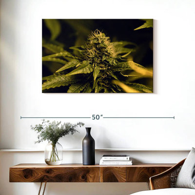 Floraison d'une plante de marihuana