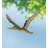 Flying Bird Mobile - Pterodactylus