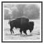 Bison Fall Print by Chris Dunker-525201713-525201712