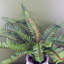 40cm Faux Fern Plant in Ceramic Pot