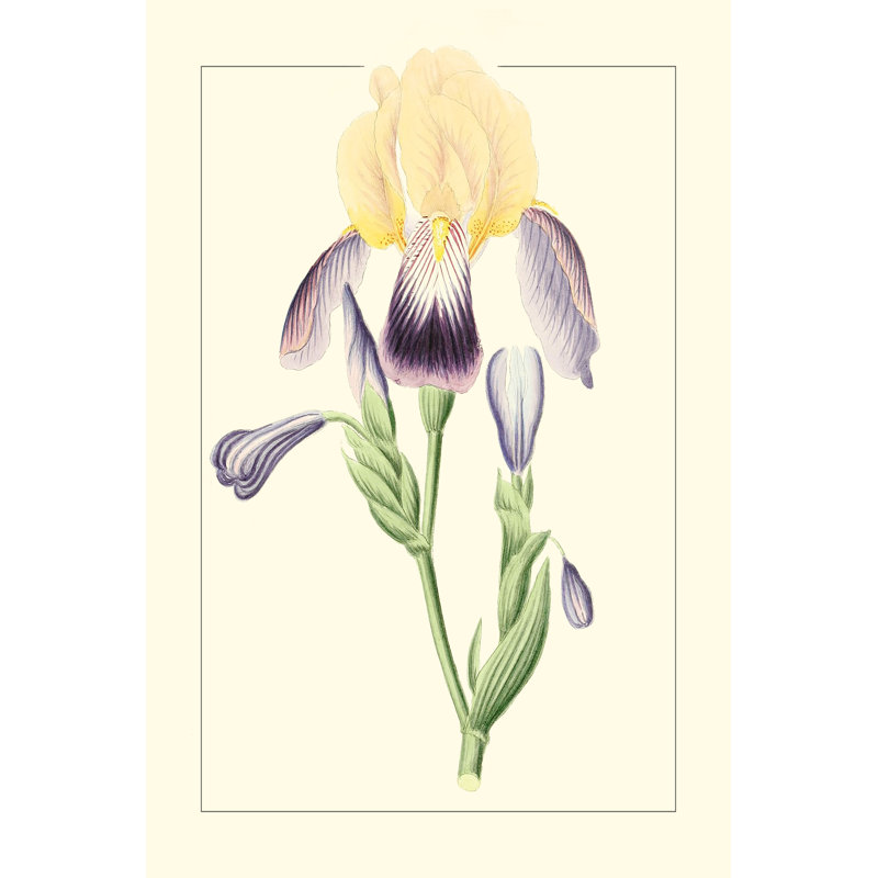 Iris mauves II, H 36 po x l 24 po