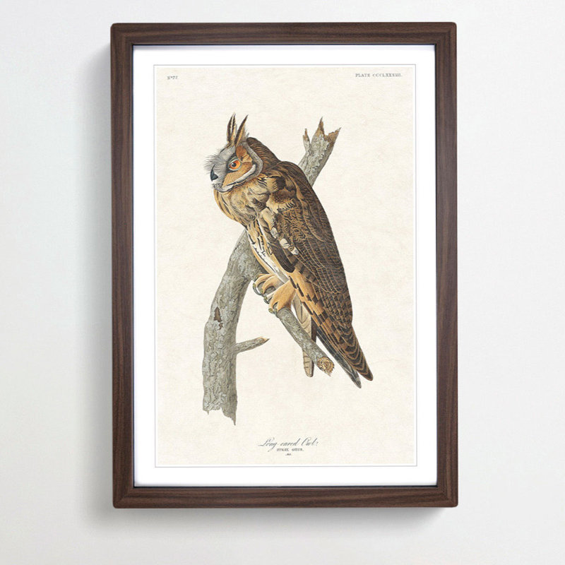 Long-Eared Owl by John Audubon - Picture Frame Painting Print, 36cm H x 27cm W x 2cm D, Walnut Framed