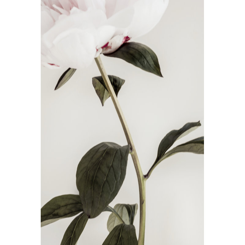 Pivoine 09 sur toile, H 72 po x l 72 po x P 1,5 po