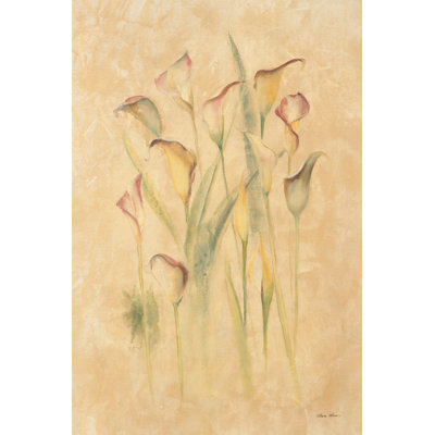 Lis Calla rougissant