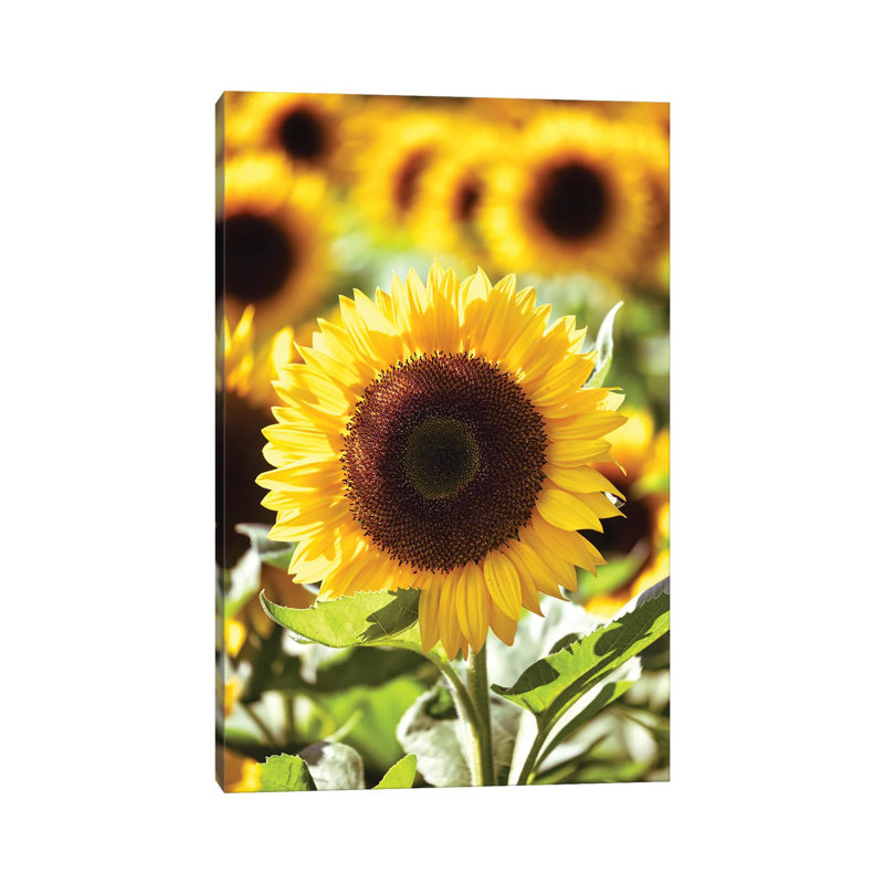 Tournesol de près dans un champ de tournesols par George Oze - Giclée sur toile tendue avec châssis