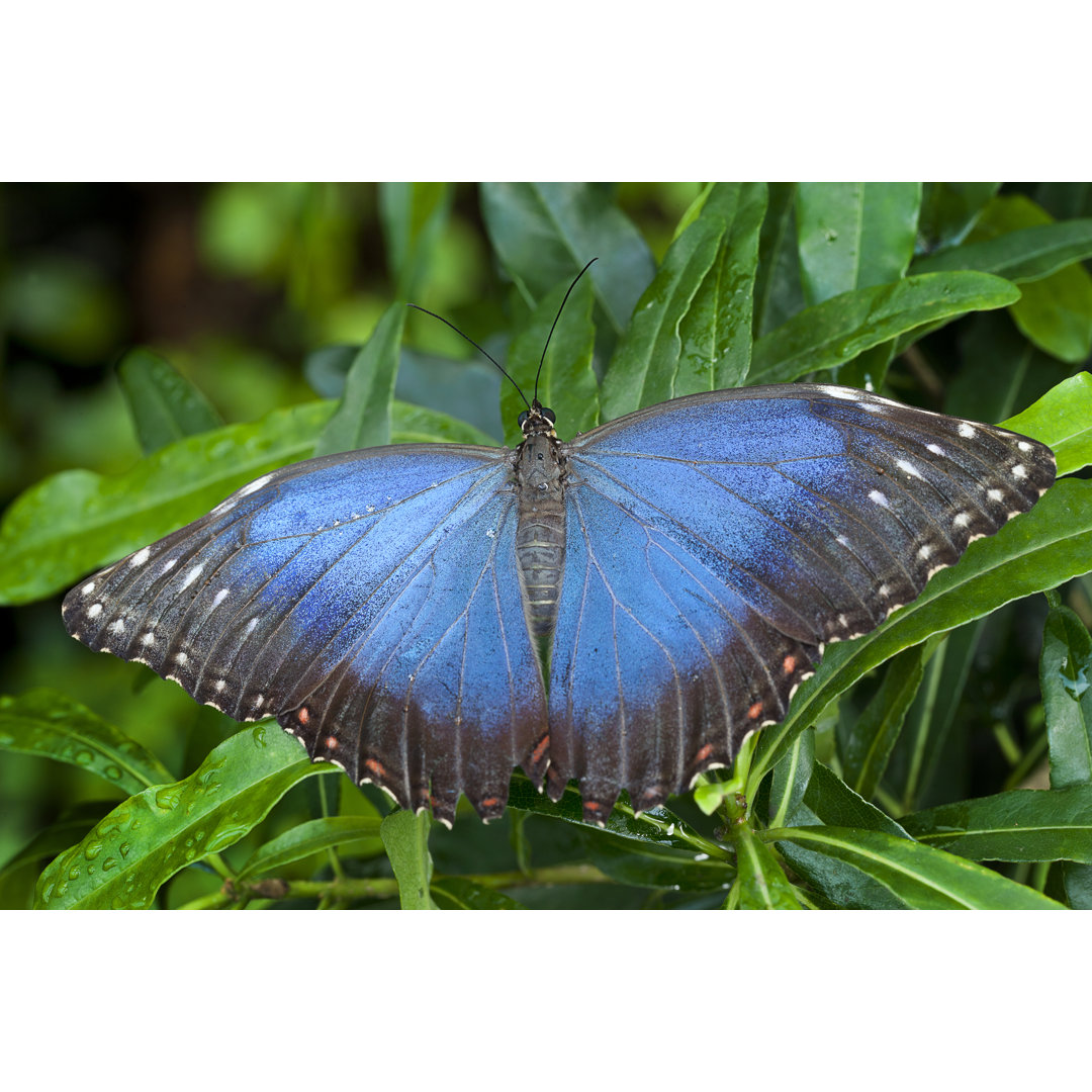 Blauer Morpho Schmetterling - Fotografie auf Leinwand