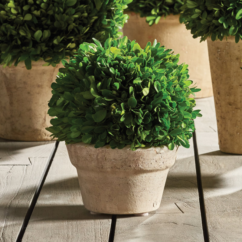 Nigel 8'' Boxwood Topiary in Ceramic Pot