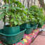Cezar Pot Planter-283098080