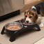 Elevated Stainless Steel Pet Double Bowl Large Capacity Secure Base Feeding Bowl, 11.02x2.76x1.77 in, Black-131407806