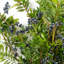 Plastic, Silk Berry Spray Arrangement