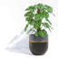 Jardinières en pot-67182933-67182934-69263628