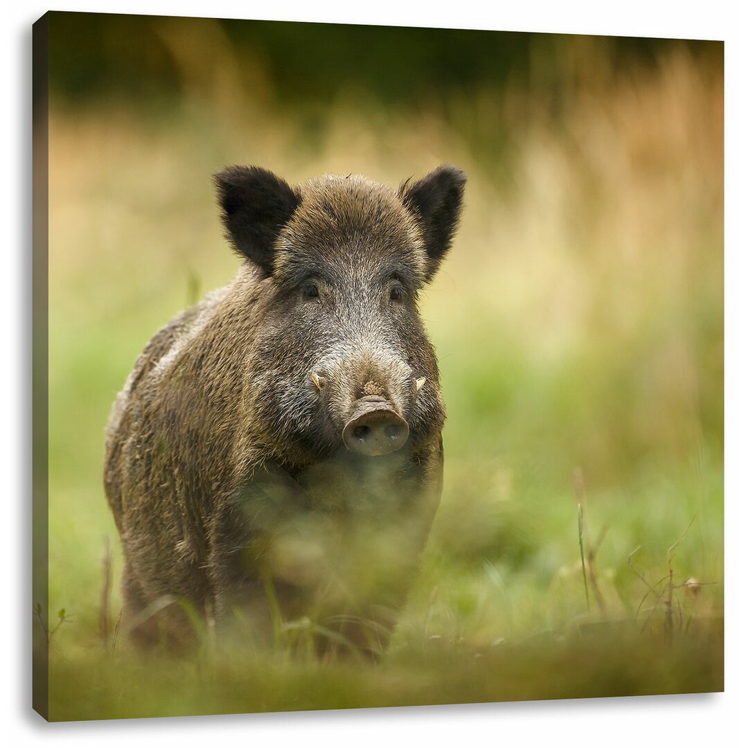 Leinwandbild Stolzes Wildschwein im Wald