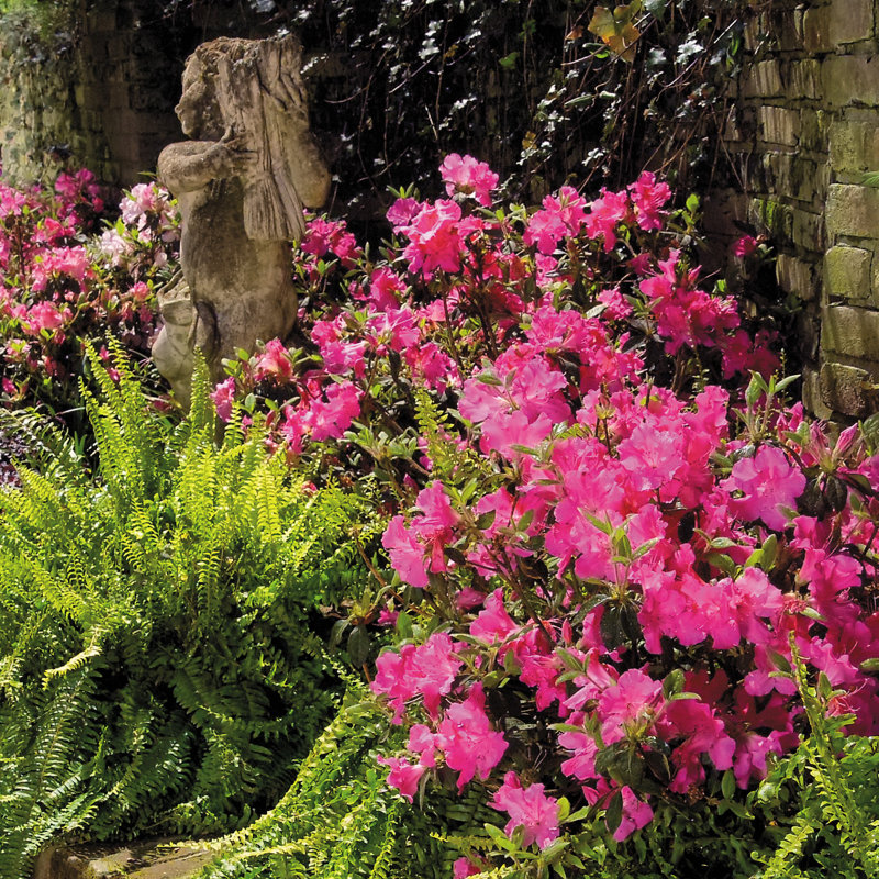 1 Gallon Autumn Sangria Encore Azalea - Evergreen Shrub with Bright Pink Flowers
