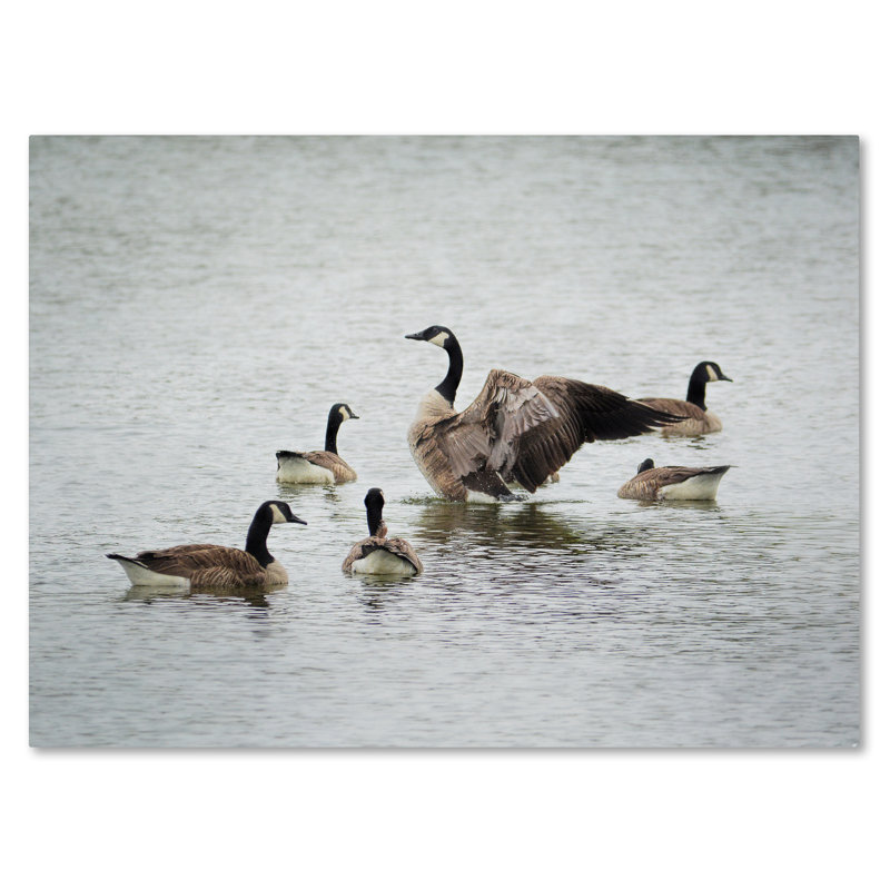 «Show Off Canadian Geese» de Vidur, reproduction de photo sur toile tendue, H 14 po x l 19 po