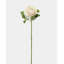 Cream Silk Ranunculus 21”