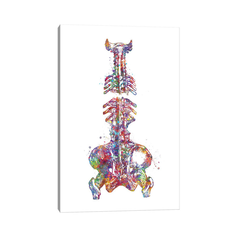 Spine Pelvis - Wrapped Canvas Print, 101.6 cm H x 66.04 cm W x 1.91 cm D