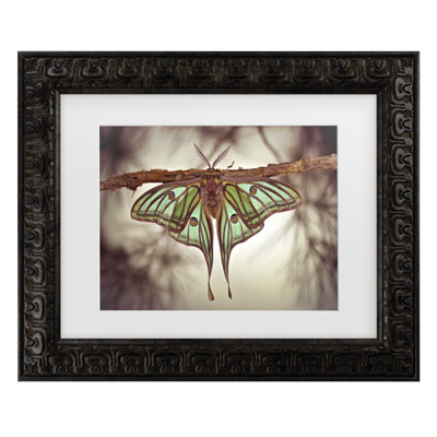 Bolog Jimmy Hoffman  Mariposa Isabelina Matted Framed Art