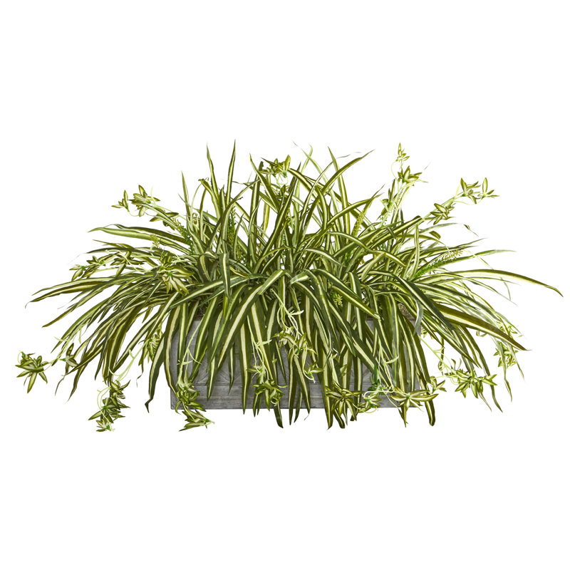 35" spider ivy plante en pot