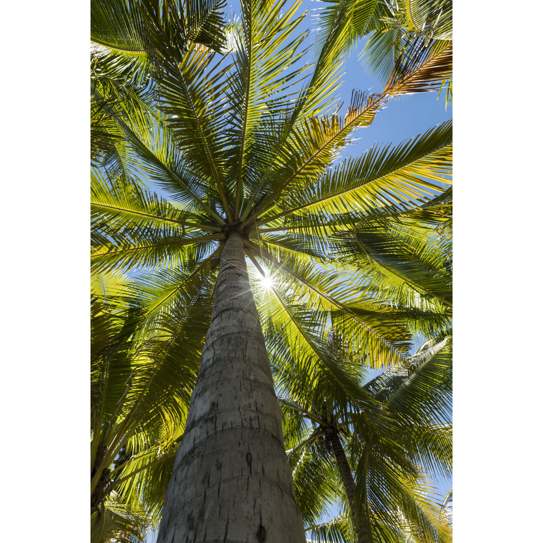 Tropische Palme von Joakimbkk - Leinwandbild