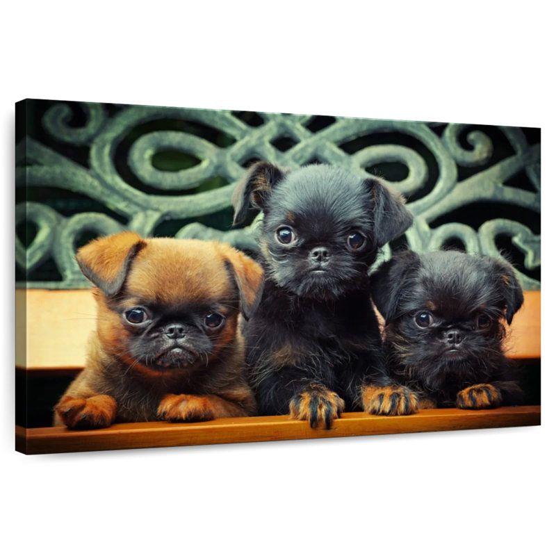 Griffon Puppies, 34" H x 51" W