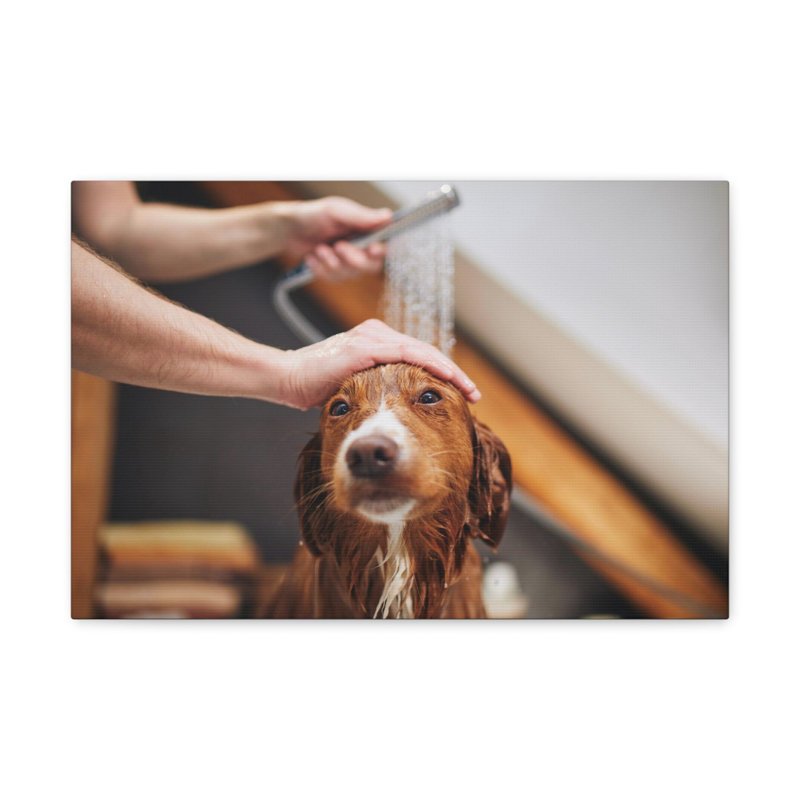 «Cute Tolling Retriever Bath», art mural, H 16 po x l 20 po