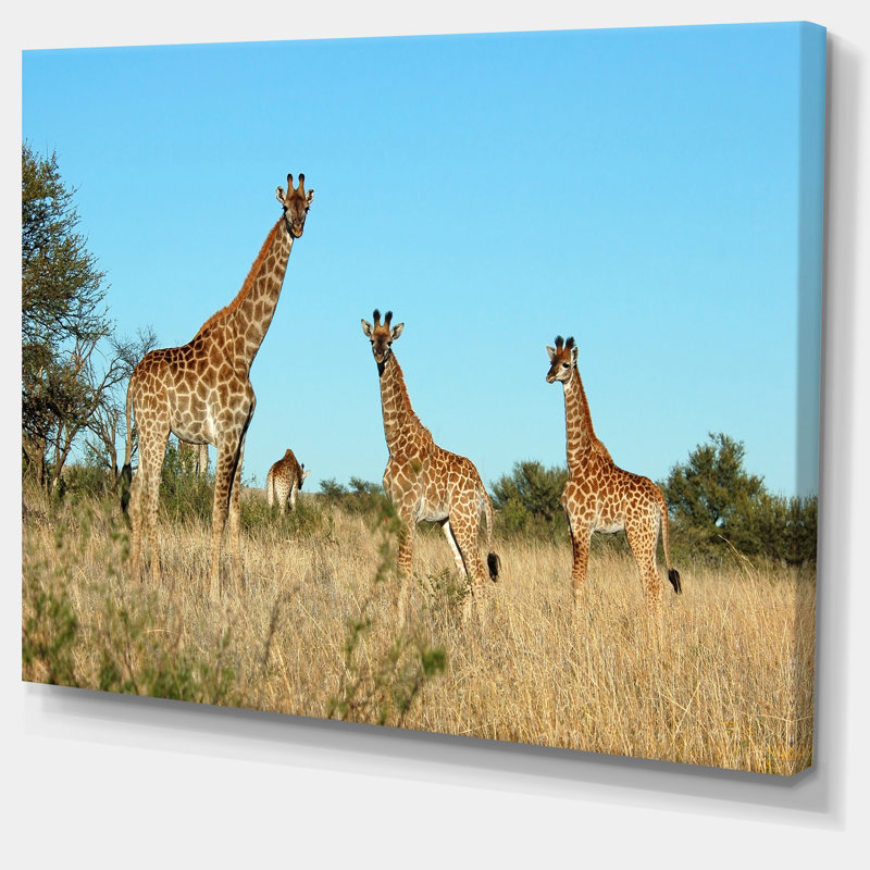 Girafe en Afrique - reproduction de photo sur toile tendue, H 8 po x l 12 po x P 1 po