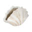 Figurine décorative coquille de pétoncle pour la décoration intérieure - Sculpture côtière moderne pour le bureau, les décorations de table ou le salon - 22 po, blanc