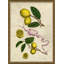 Lemons And Pink Ribbons 3 Giclee Print by Giovanni Battista Ferrari