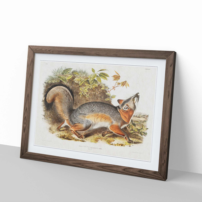 Grey Fox by J.W. Audubon - Picture Frame Painting Print, 27cm H x 36cm W x 2cm D, Walnut Framed