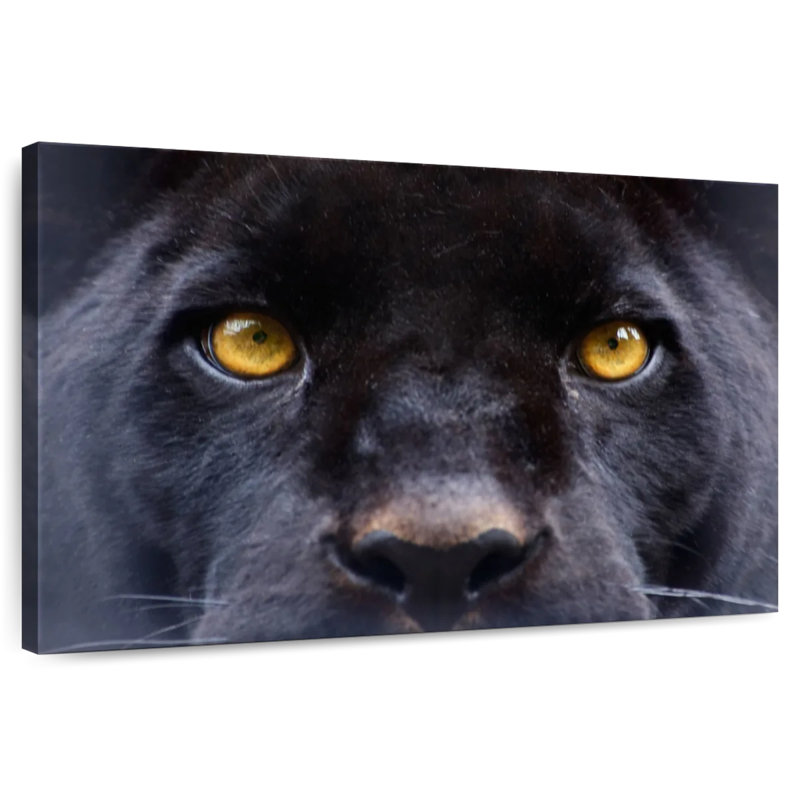 Brampt Panther Eyes, 30" H x 45" W