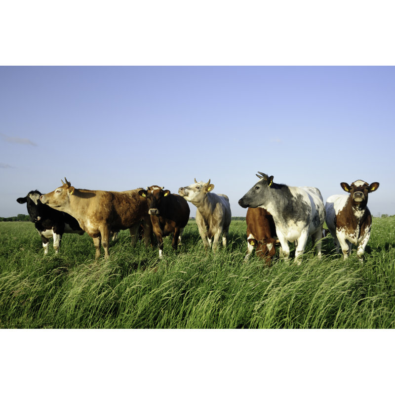 Groupe de vaches dans un pré par Vliet, H 32 po x l 48 po
