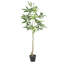 120CHA PACHIRA Macrocarpa artificiel-1366583764