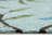 Carbonell Hand Tufted Floral Indoor / Outdoor Rug-334279467