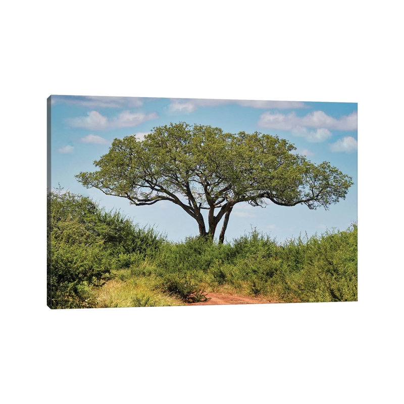 African View by Rhonda Thompson - Gallery-Wrapped Canvas Giclée on Canvas, No Frame, 20.32 cm H x 30.48 cm W