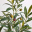 TREE OLIVE TOPIARY POT 34IN
